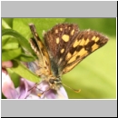 Carterocephalus palaemon - Gelbwuerfeliger Dickkopffalter 01 Deister.jpg